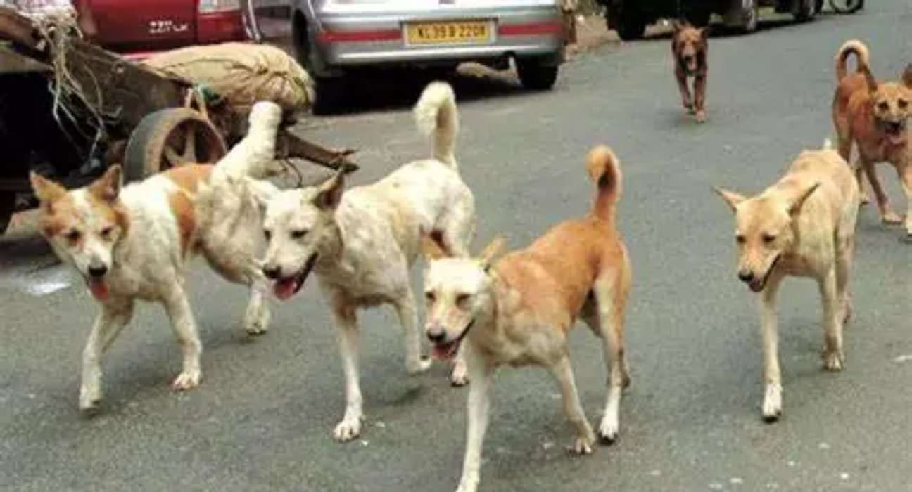 Pune News : Animal activists to stage protest against Bramha Suncity residents