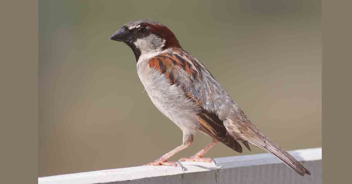 Save Sparrows : Plant more trees, install bird feeders and save sparrows from extinction