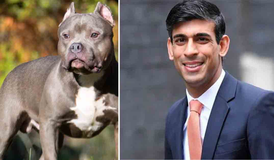 American Bully: Rishi Sunak bans American bully XL dogs: What will