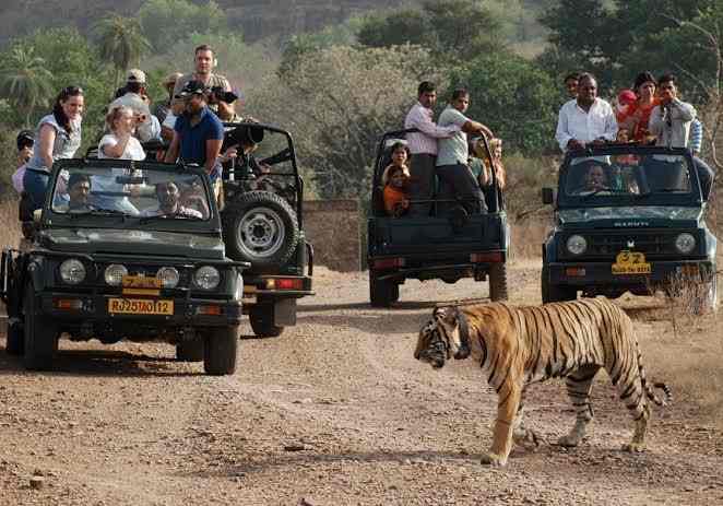 Rs 25k fine imposed on 5 tourists for consuming alcohol in Tadoba Tiger Reserve