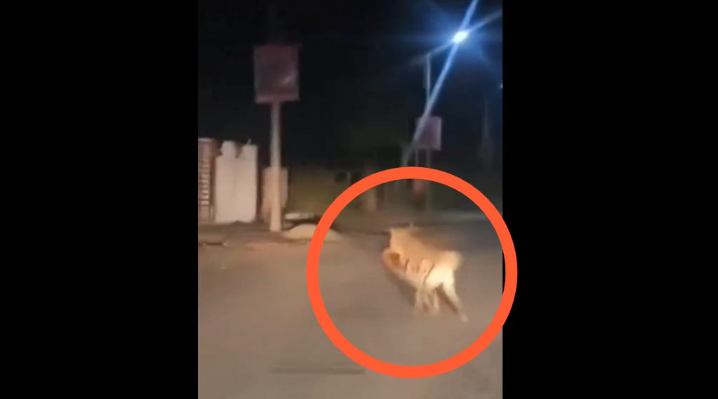 Viral Video: Residents alarmed after seeing Hyena in Charholi preying on a stray dog