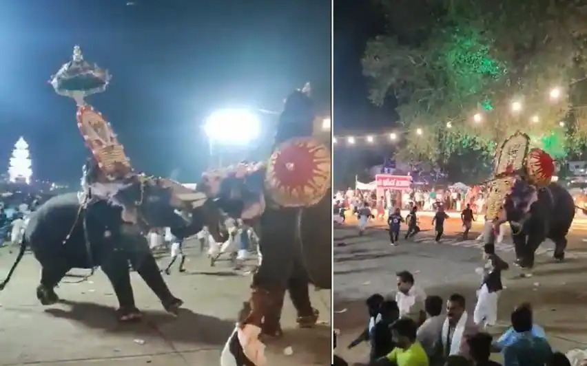 Shocking News: Elephant Rampage at Kerala Temple Festival Leaves Many Injured