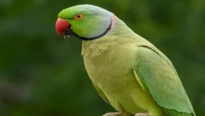 Three detained for selling Alexandrine parakeets in Pune