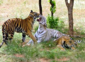 6 Must Visit Zoos in India