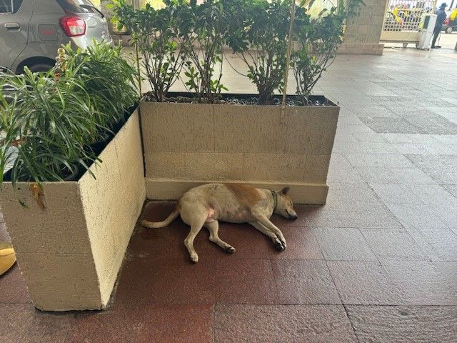 Cosy corner for street dogs at Taj Mahal hotel: ‘Strict Instructions from Ratan Tata’