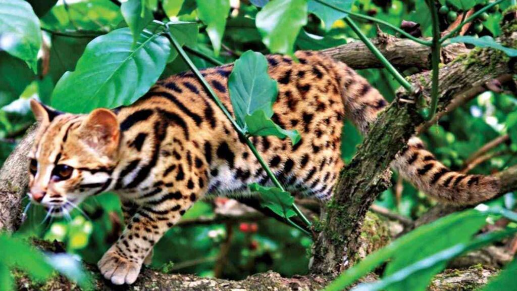 Maharashtra's Pench Reserve Records First Leopard Cat Sighting in Central India