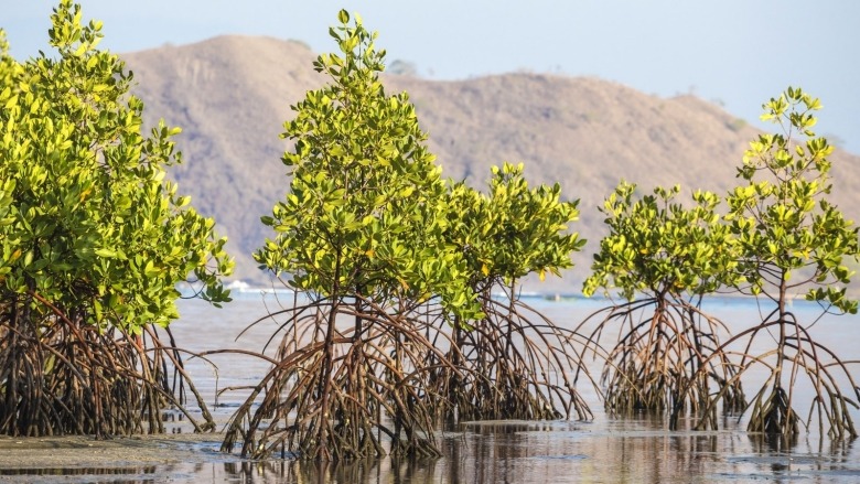 Future of the World's Mangroves In Danger: Half Face Risk of Collapse Due To Climate Change