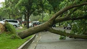 The Concrete Terror: Reasons why there is surge in tree falling incidents in Pune City