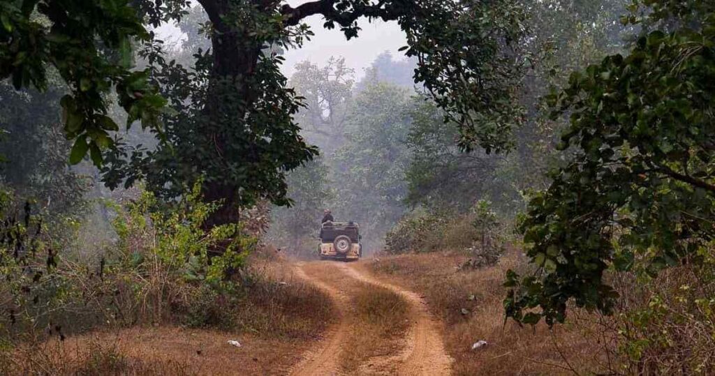 This Ultimate Wildlife Safari Guide Urges You to Witness the Majesty of Tigers in Satpura