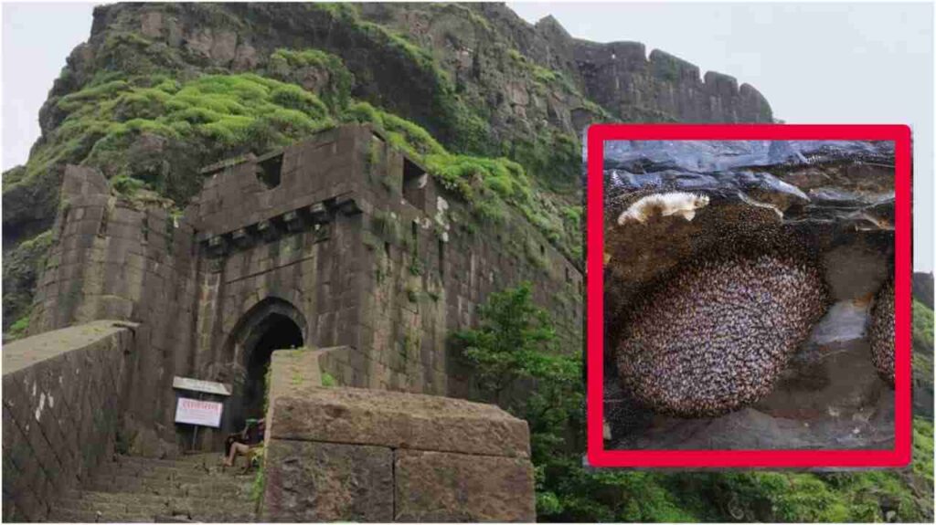 Pune News: Tourists' Mischief with Bee Hive Sparks Panic at Sinhagad Fort; Officials Swiftly Avert Major Disaster