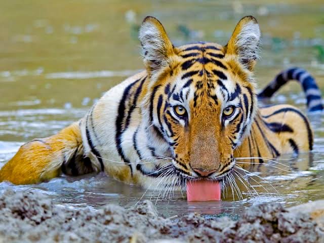 Tadoba Andhari Tiger Reserve: "Eco-tourism or Eco-Terrorism?” Questions NTCA