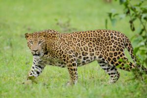 Pune News: Ten leopards from Junnar will be sent to Vantara in Gujarat
