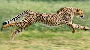 What Makes Cheetahs the Fastest Land Animal?