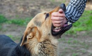 Pune faces surge in dog bite cases despite decrease in stray population