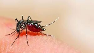 Pune Sees Rise In Dengue Cases 