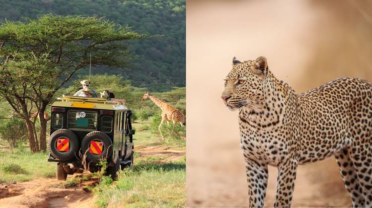 Now enjoy leopard safari and afforestation drive at Bannerghatta Biological Park
