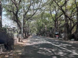 Pune: Koregaon Park Resident Demands To Declare Banyan Trees To Be As Protected Natural Heritage And Take Steps For Conservation
