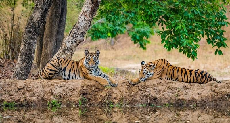 Ranthambore to Corbett: A Peep Through These India’s Tiger Hotspots