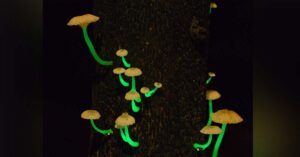 Scientists Discover Rare Bioluminescent Mushrooms in Kasaragod, Warn Against Consumption