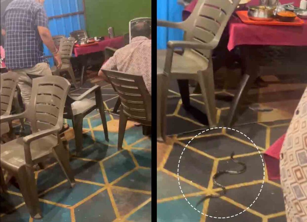 Viral Video: Snake sighting at DP Road Hotel Eatery Stirs Controversy