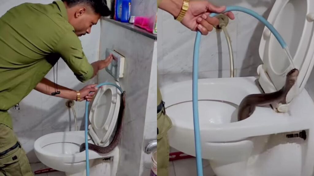 Viral Video: Cobra surfaces from toilet; Indore rescuer captures terrifying moment
