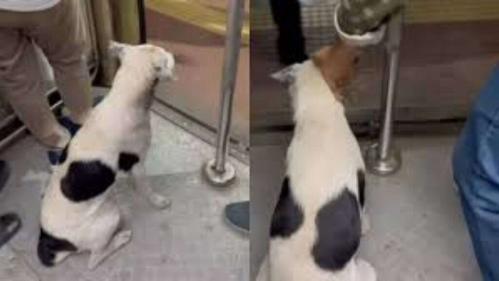 Viral video shows dog traveling in Mumbai local train; netizens applaud canine's behavior, criticize rude passenger