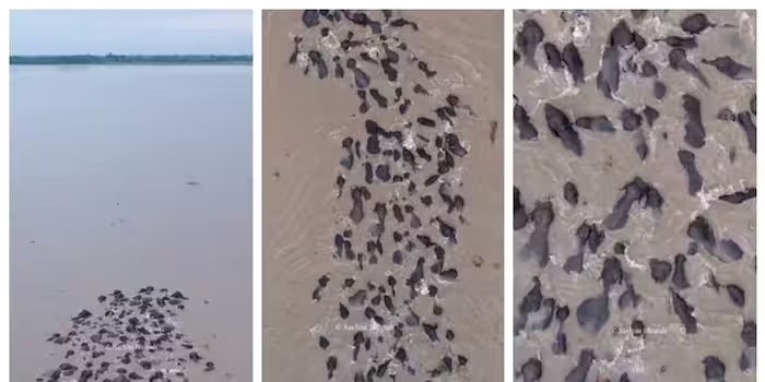 Watch: Elephants Cross Brahmaputra River in Stunning Aerial Footage