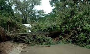Pune: Man Dies After Tree Collapse During Heavy Rainfall