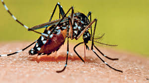 Dengue Risk Increases in Maharashtra: Cases Surge by Over 150% Compared to Last Year