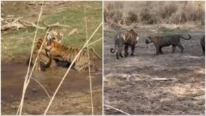 Video of Tigress Riddhi and Cubs at Ranthambore National Park Delights Tourists and Wildlife Enthusiasts