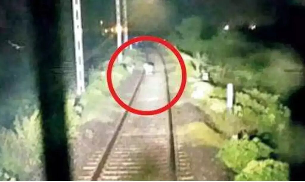 Prompt action by Loco pilot saved lives of 10 lions resting on railway tracks in Gujarat