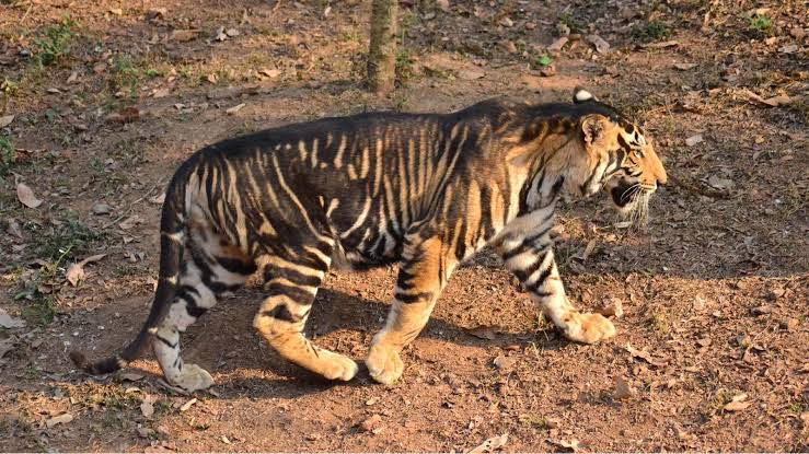 White, Yellow and Black: What are the Differences Among These Types of Tiger?