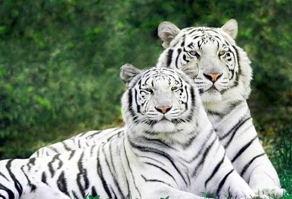 Exploring the Elusive: 5 Indian Forests Where White Tigers Roam