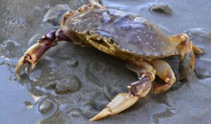 Adventure to Catch Crabs in Thane Turns into Overnight Rescue Drama