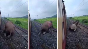 Tragic Collision: Elephant struck by high-speed train dies in viral video