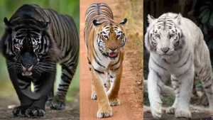 Explore the Diversity Among Tigers: Black, White, and Yellow Tigers