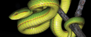 Kaziranga's New Snake: Salazar Pit Viper Thrills Harry Potter Fans