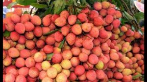 London welcomes Pathankot ‘Litchi’ in historic export