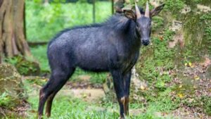 Mainland Serow Spotted in Assam's Raimona National Park