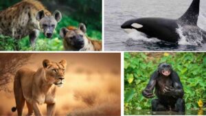 Matriarchs in Nature: Female Powerhouses of the Animal Kingdom