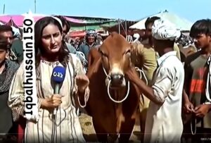 Pakistani journalist struck by bull during live reporting