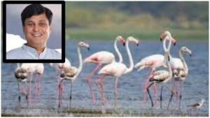 Pune: Hadapsar MLA Highlights Flamingo Habitat Protection In Legislative Assembly