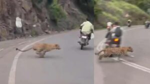 Leopard Sighting in Dive Ghat: Viral Video Shows Close Call for Motorcyclists
