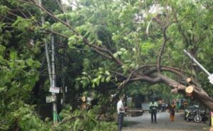 Pune Experiences Surge in Tree Falls: 24 Incidents Recorded in 24 Hours