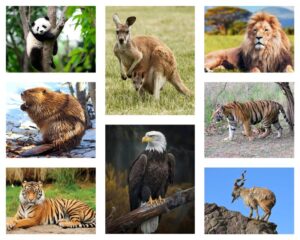 Wildlife Icons: Discovering the Symbolic Power of National Animals