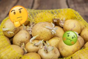 Are Sprouted Potatoes Safe to Eat? All you Need to Know