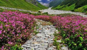 Discover the Enchanting Beauty and Biodiversity of Valley of Flowers National Park This Monsoon Season